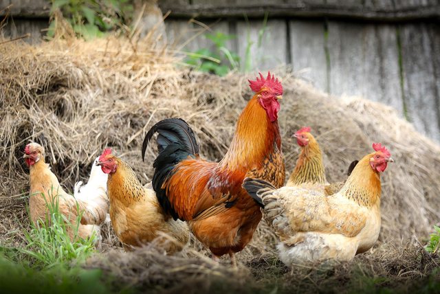 Clucking all the way to Namibia! Clucking all the way to Namibia!