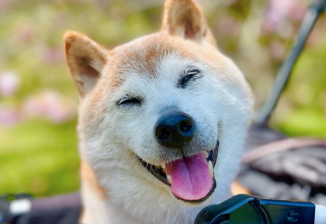 The ‘Doge’ canine has died The ‘Doge’ canine has died