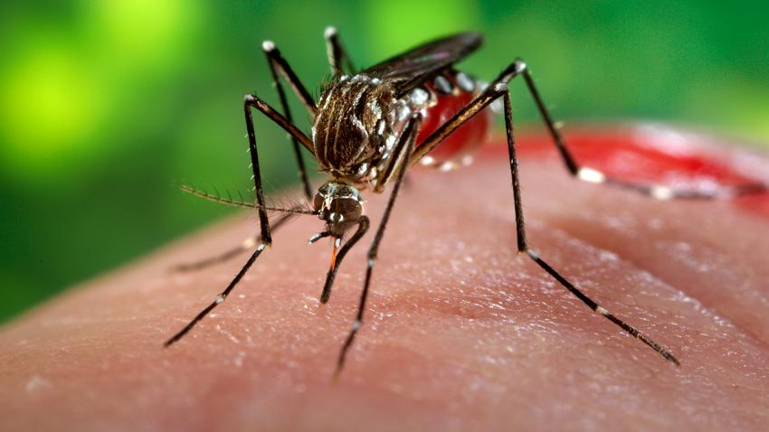 Mosquito-Borne Diseases Mosquito-Borne Diseases