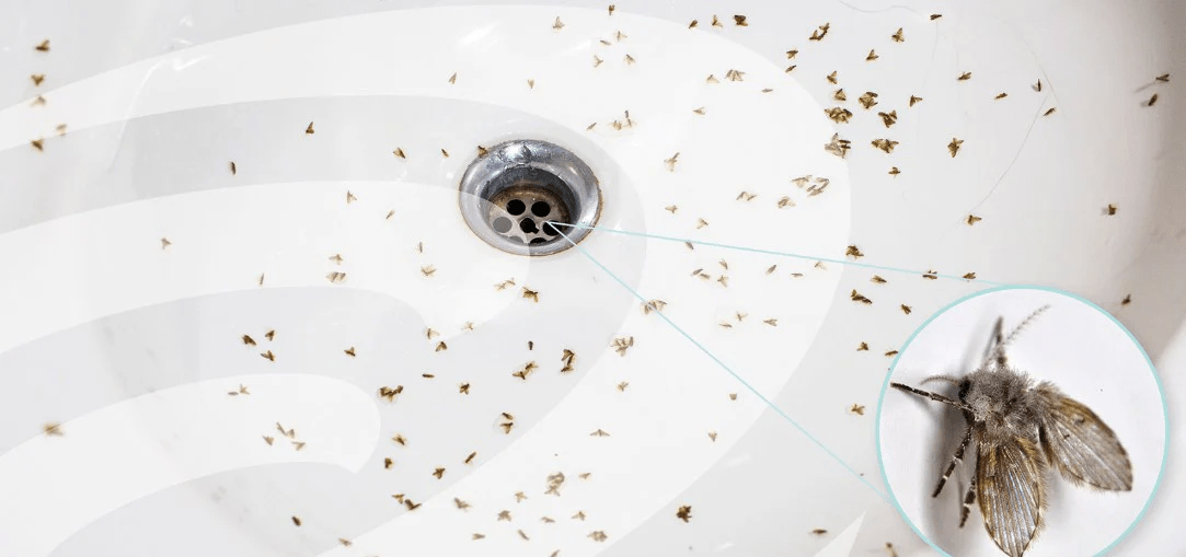 Does Your Downtown Indianapolis Condo Have A “Drain Fly” Problem? Does Your Downtown Indianapolis Condo Have A “Drain Fly” Problem?