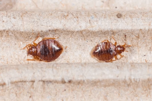 Are Bend Bed Bugs Carriers of Dangerous Diseases? Are Bend Bed Bugs Carriers of Dangerous Diseases?