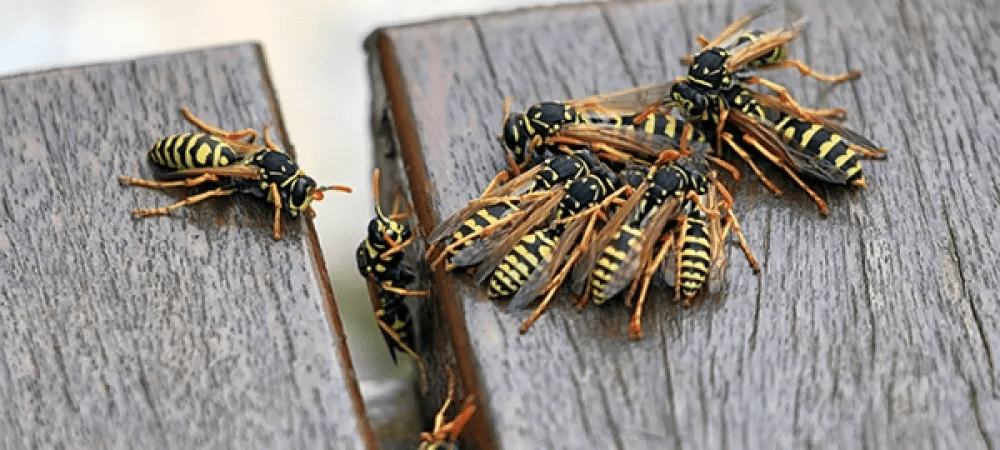 Beyond the Sting: The Hidden Dangers of Wasp Infestations in Burke, VA Beyond the Sting: The Hidden Dangers of Wasp Infestations in Burke, VA
