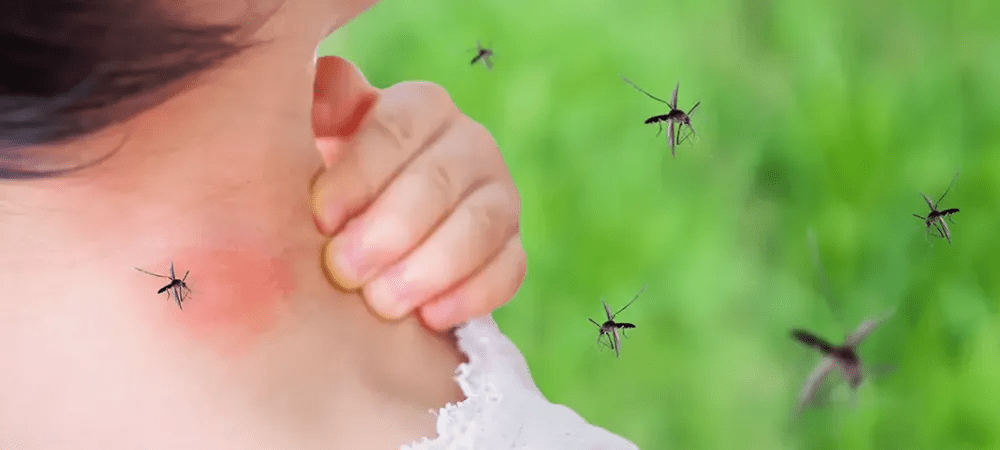 Why Lakes & Rivers Around Manchester Attract More Mosquito Activity Why Lakes & Rivers Around Manchester Attract More Mosquito Activity