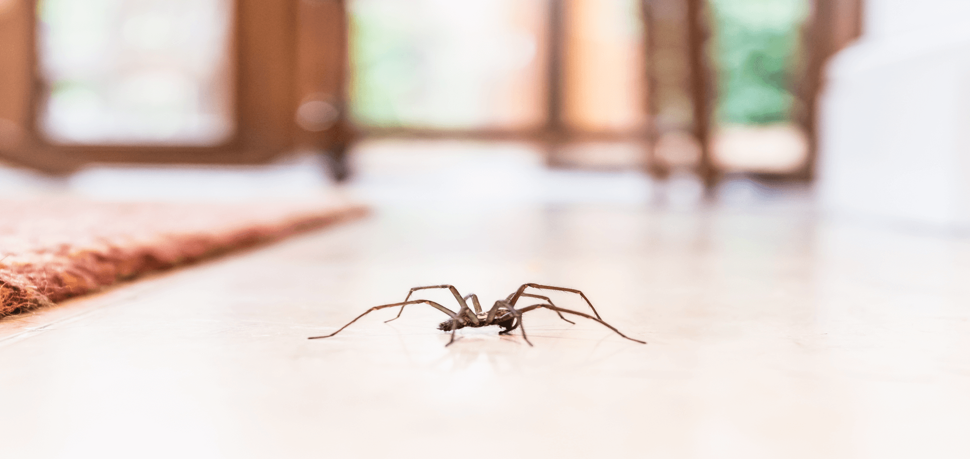Why Spiders Multiply Indoors During St. Louis’ Cold Snaps Why Spiders Multiply Indoors During St. Louis’ Cold Snaps
