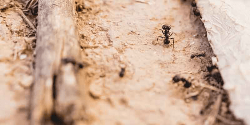 Professional Ant Control in Phoenix: A Must for Every Home Professional Ant Control in Phoenix: A Must for Every Home