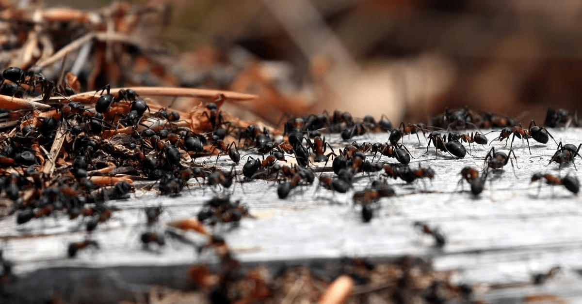 Five Reasons Ants Return to Your Home in Altamonte Springs Five Reasons Ants Return to Your Home in Altamonte Springs