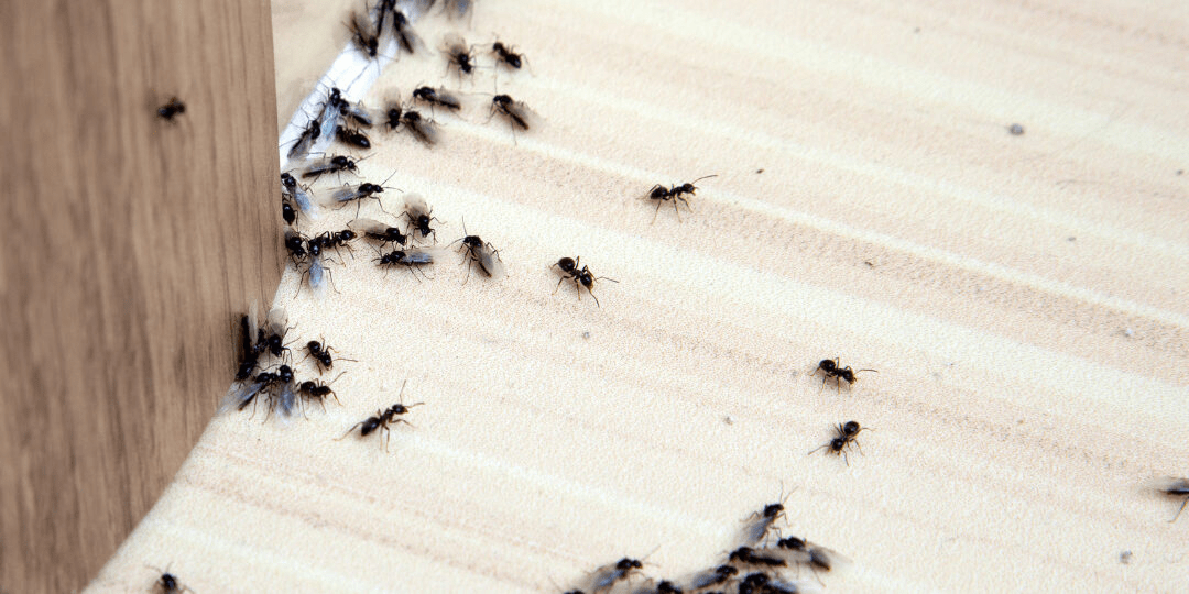 How to Keep Your Home Free of Pests in the Winter in Burke How to Keep Your Home Free of Pests in the Winter in Burke