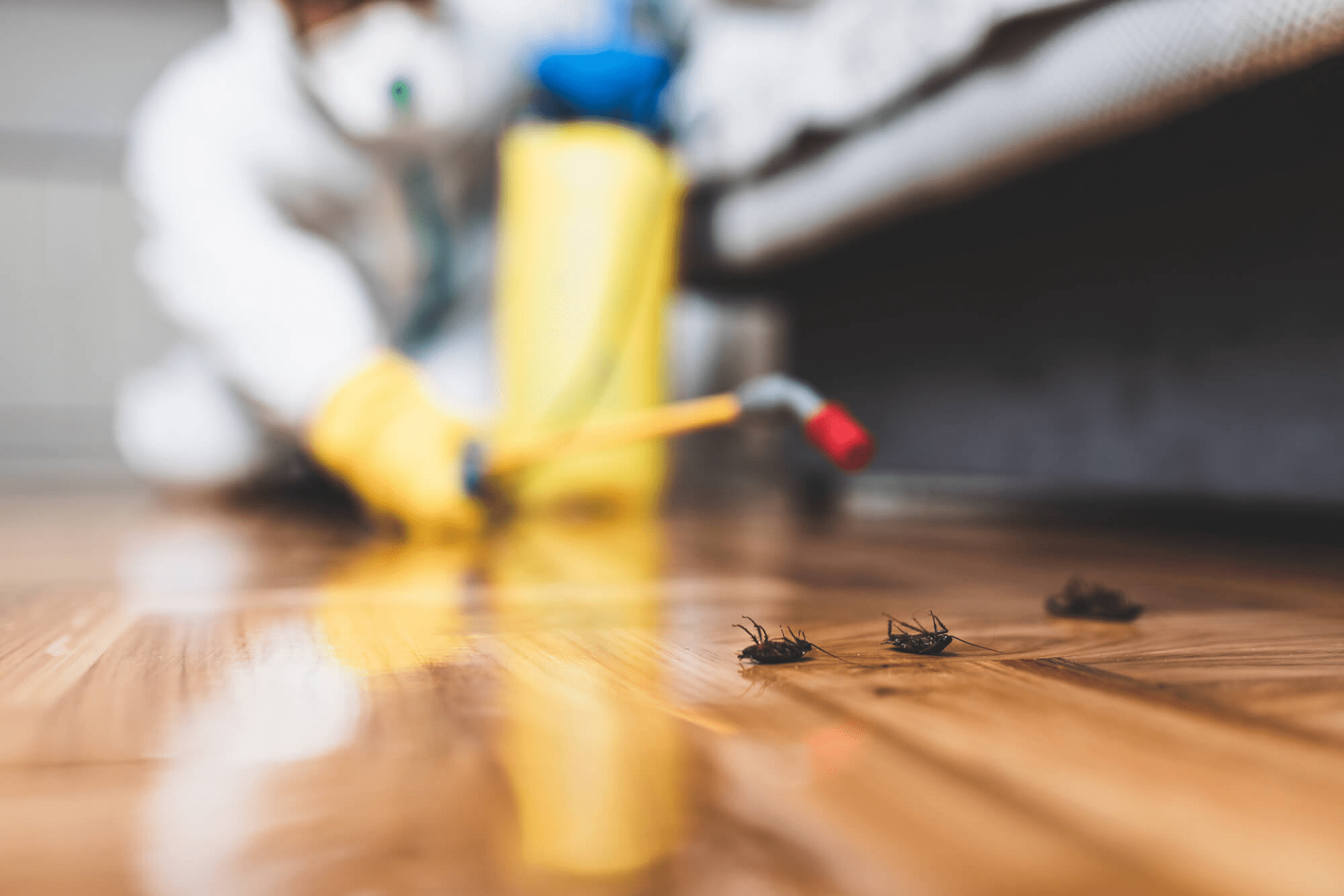 Pest Control in St. Louis: Check Quotes with Care Pest Control in St. Louis: Check Quotes with Care