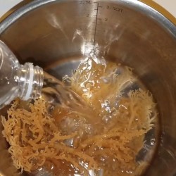 Resep Agar Agar Lumut: Kreasi Lembut dan Menyegarkan Resep Agar Agar Lumut: Kreasi Lembut dan Menyegarkan