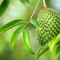 Cara Merebus Rebung Yang Benar untuk Hasil Maksimal Cara Merebus Rebung Yang Benar untuk Hasil Maksimal