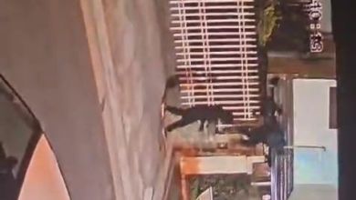 Cayó la «banda de pito wey» tras cometer varios robos Cayó la «banda de pito wey» tras cometer varios robos