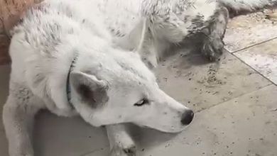Cayeron «los narcos del lobo blanco» Cayeron «los narcos del lobo blanco»