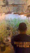 Descubren «El vivero de Pablito», tenía más de 100 plantas de marihuana Descubren «El vivero de Pablito», tenía más de 100 plantas de marihuana
