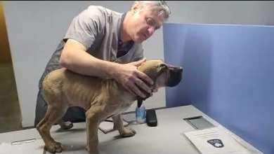 Rescatan perros y gatos en traslado clandestino Rescatan perros y gatos en traslado clandestino