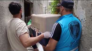 Rescatan aves exóticas cautivas ilegalmente Rescatan aves exóticas cautivas ilegalmente