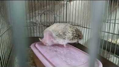 Rescatan a 87 erizos de un criadero ilegal Rescatan a 87 erizos de un criadero ilegal