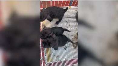 Rescatan 20 cachorros valuados en 20 millones de pesos Rescatan 20 cachorros valuados en 20 millones de pesos