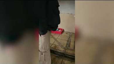 Rescatan a 13 perritos y un loro de un criadero ilegal Rescatan a 13 perritos y un loro de un criadero ilegal