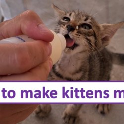 Resep Susu Terbaik untuk Anak Kucing: Panduan Lengkap Resep Susu Terbaik untuk Anak Kucing: Panduan Lengkap