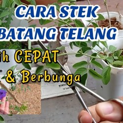 Cara Memasak Bunga Telang Panduan Lengkap Cara Memasak Bunga Telang Panduan Lengkap