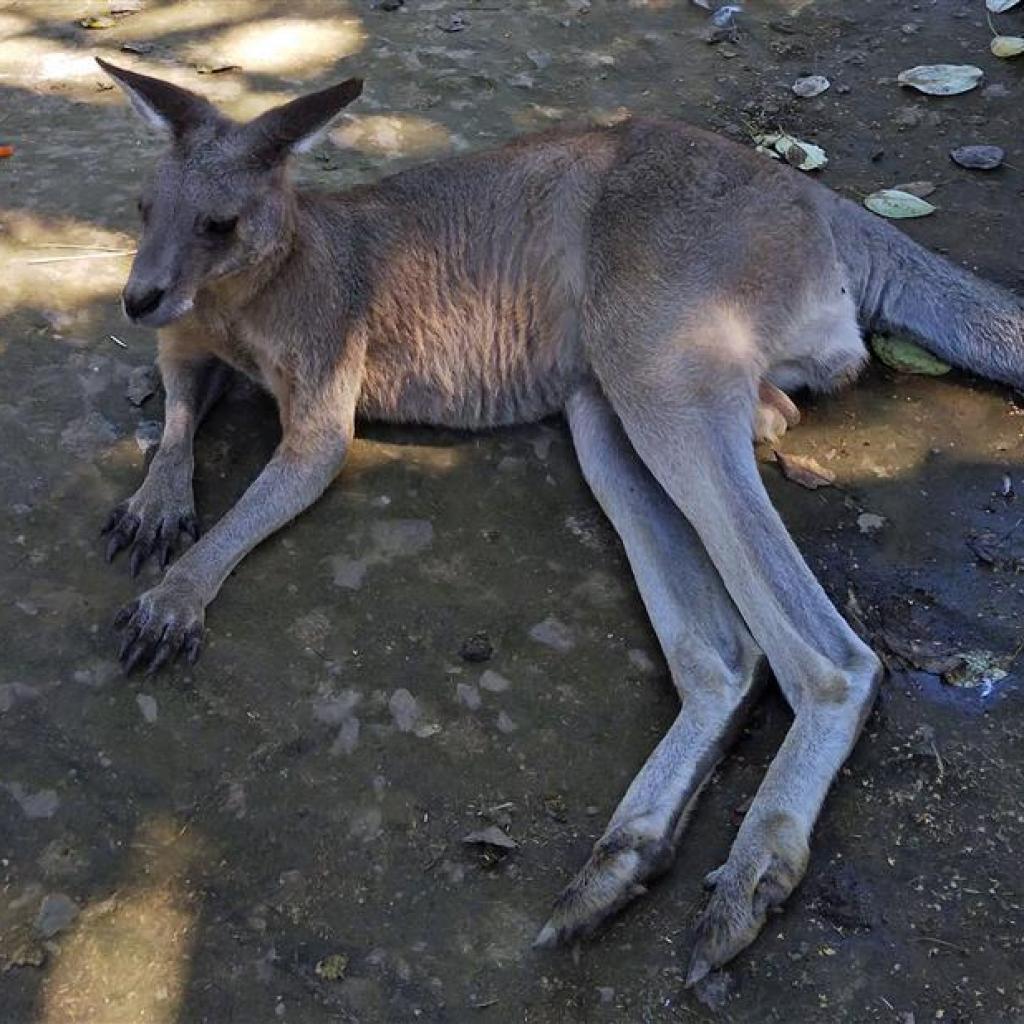 昨日の動物園に行ったという投稿の続きです 昨日の動物園に行ったという投稿の続きです