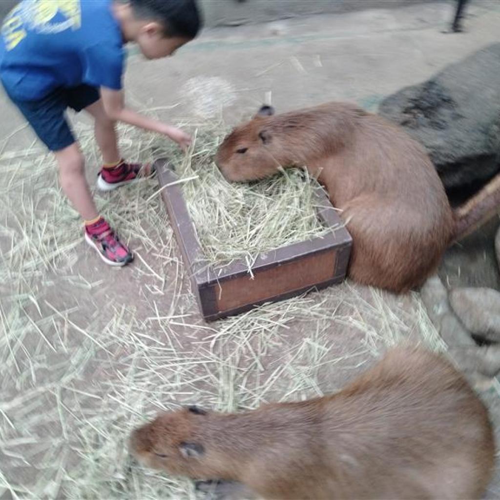 今日は動物園に行って来た 今日は動物園に行って来た