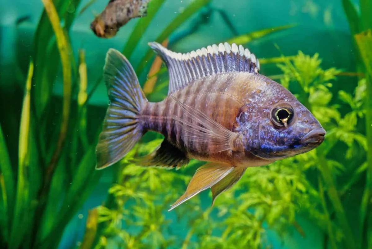 How Male Cichlids Trick Females into Fertilizing Eggs How Male Cichlids Trick Females into Fertilizing Eggs