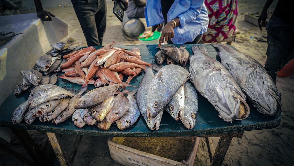 Foreign overfishing in Senegal fuels migration to Spain, a report finds Foreign overfishing in Senegal fuels migration to Spain, a report finds