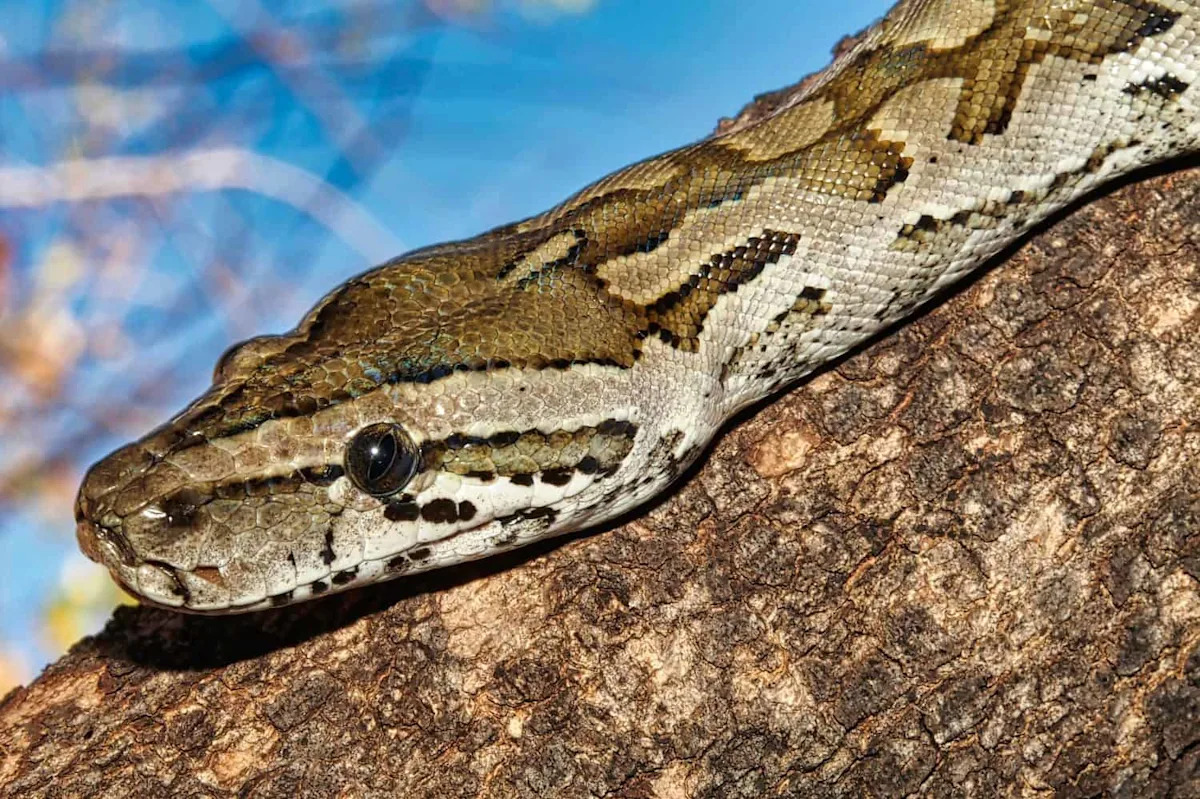 When This Python Tried to Eat an Antelope, Things Took a ‘Sharp’ Turn When This Python Tried to Eat an Antelope, Things Took a ‘Sharp’ Turn