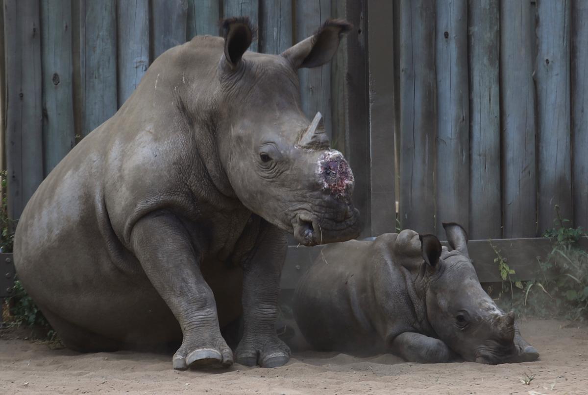 Cutting off rhinos’ horns is a contentious last resort to stop poaching. A new study found it works Cutting off rhinos’ horns is a contentious last resort to stop poaching. A new study found it works