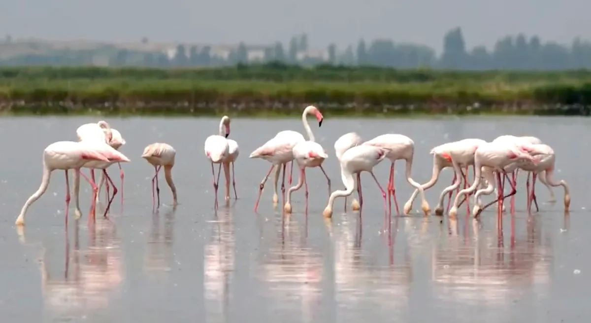 Flamingos are stirring up trouble and ravaging rice for risotto in Italy’s northeast Flamingos are stirring up trouble and ravaging rice for risotto in Italy’s northeast
