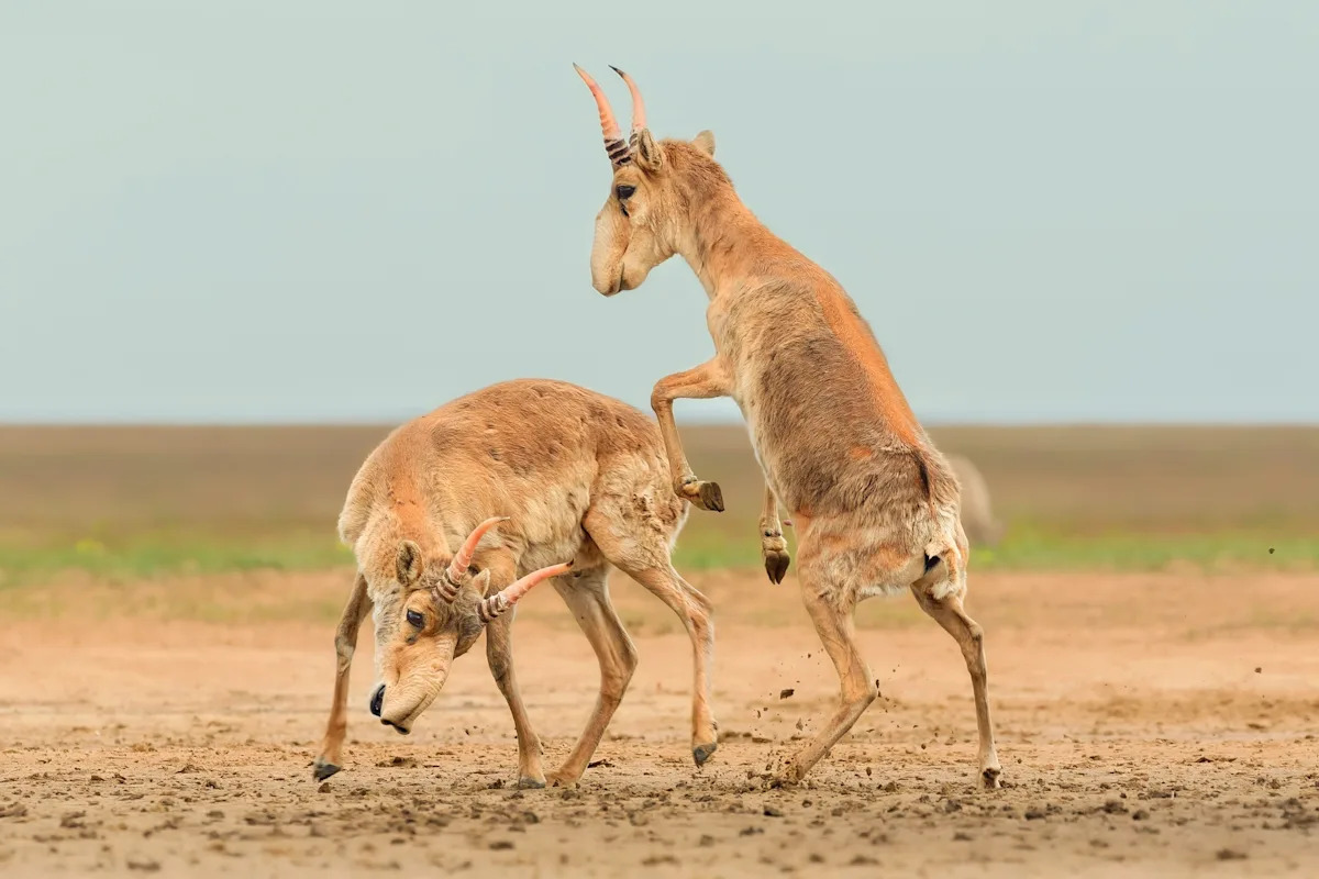 10 award-winning images documenting wildlife’s will to survive 10 award-winning images documenting wildlife’s will to survive
