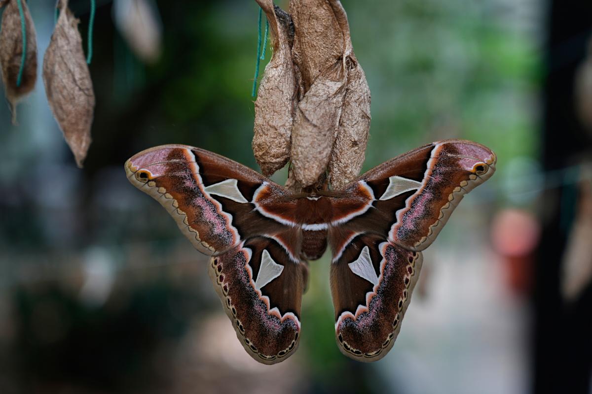 Rescued giant moths emerge from cocoons in Mexico’s sprawling capital Rescued giant moths emerge from cocoons in Mexico’s sprawling capital
