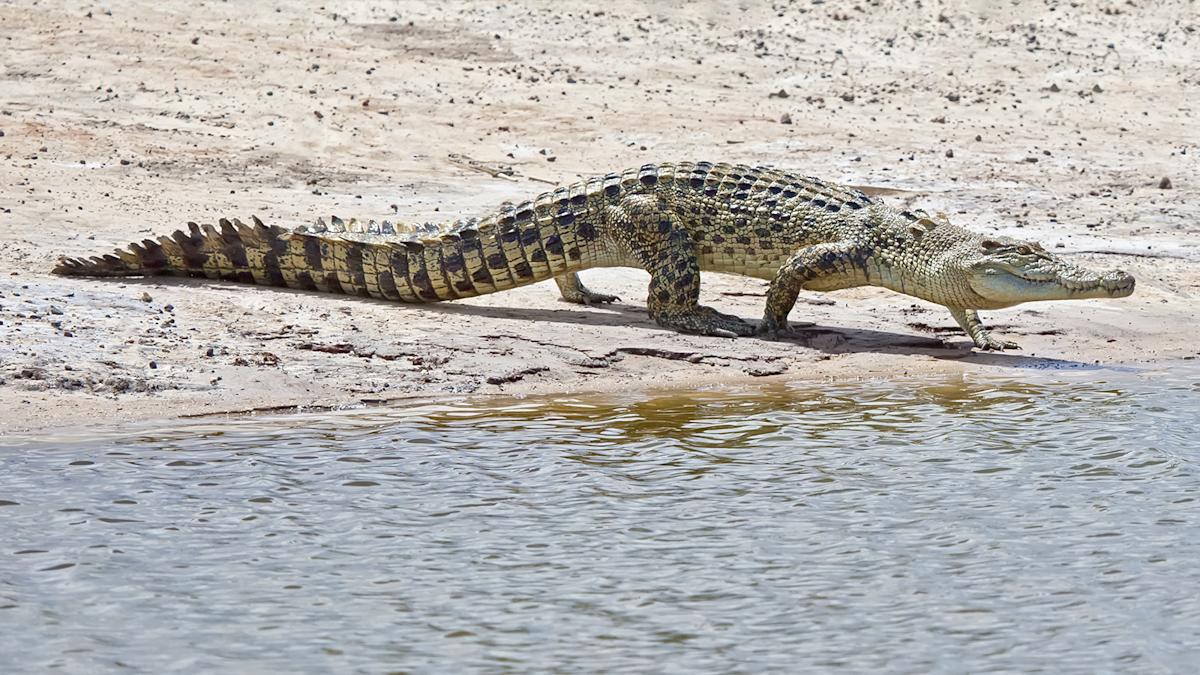 Nile Crocodile: Giant, Vicious and Surprisingly Social Nile Crocodile: Giant, Vicious and Surprisingly Social
