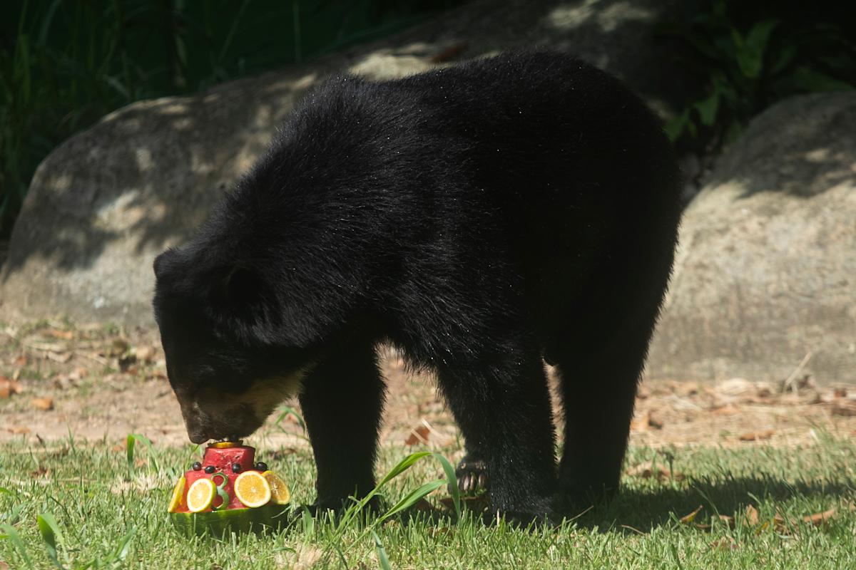 Rio’s thirsty zoo animals get icy treats to cool down in Brazil’s stifling summer heat Rio’s thirsty zoo animals get icy treats to cool down in Brazil’s stifling summer heat