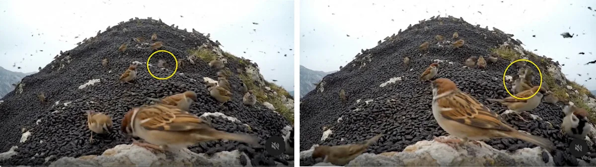 AI-generated clip of ‘sparrows eating lovebugs’ fools S. Korean users AI-generated clip of ‘sparrows eating lovebugs’ fools S. Korean users