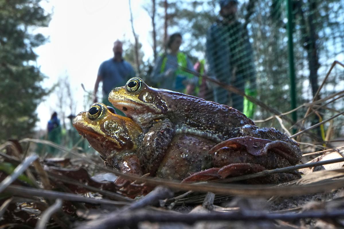 A Russian bucket brigade helps toads and frogs cross the road to get to a spawning site A Russian bucket brigade helps toads and frogs cross the road to get to a spawning site