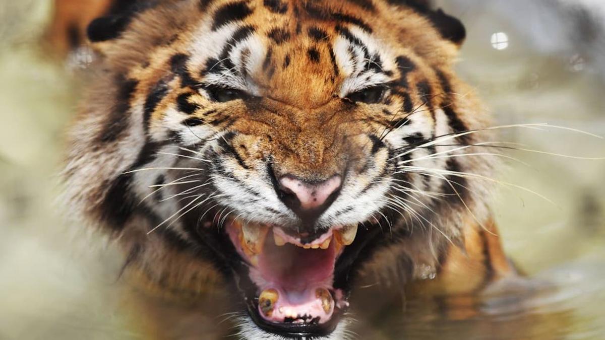 India’s tiger population surges—study reveals key factors behind the success India’s tiger population surges—study reveals key factors behind the success