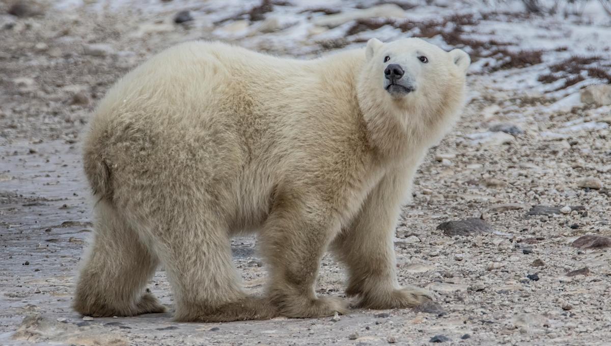 Experts issue urgent warning after witnessing unsettling shift in polar bear actions: ‘We were super surprised’ Experts issue urgent warning after witnessing unsettling shift in polar bear actions: ‘We were super surprised’
