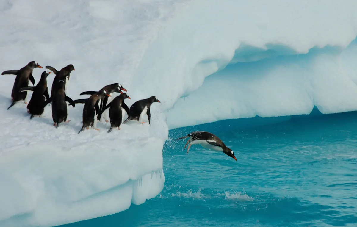 A BBC crew broke ‘cardinal rule’ of nature documentaries to save trapped penguins A BBC crew broke ‘cardinal rule’ of nature documentaries to save trapped penguins