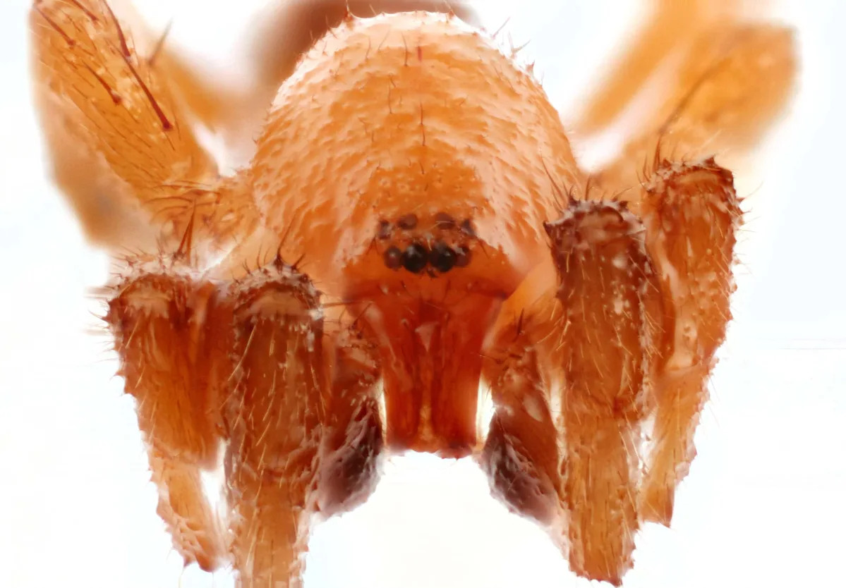 This Tiny Spider Species Was Captured on Video for the First Time Ever This Tiny Spider Species Was Captured on Video for the First Time Ever