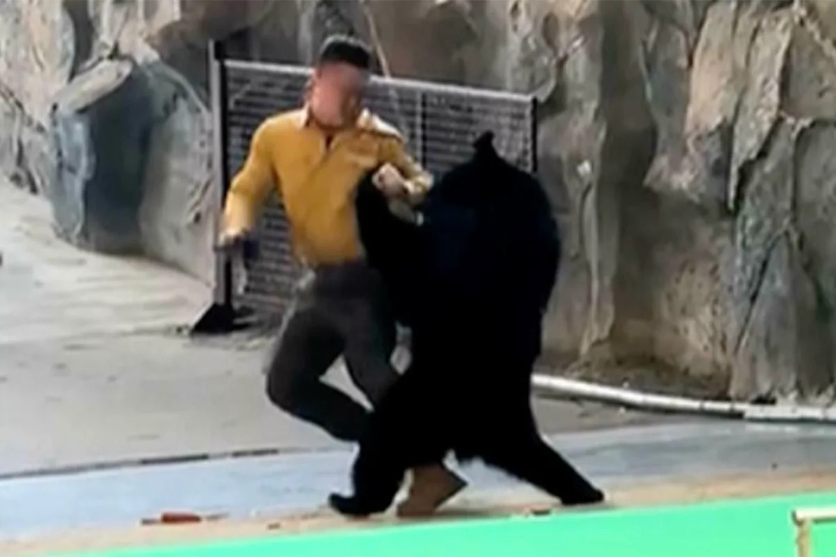 Bear Lunges at Trainer and Tackles Him to the Ground in Front of Shocked Crowd at Animal Park Bear Lunges at Trainer and Tackles Him to the Ground in Front of Shocked Crowd at Animal Park
