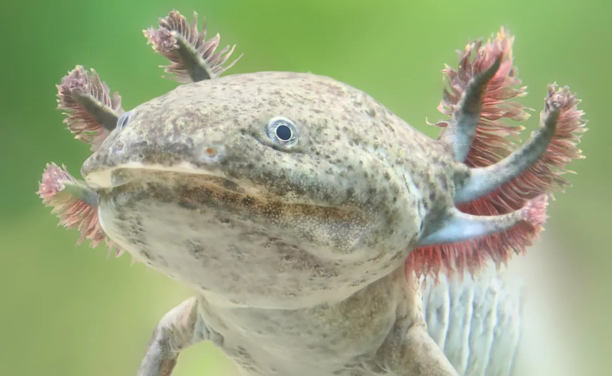 Ancient axolotl relative found near Mexico City was so unusual scientists named it after Quetzalcoatl Ancient axolotl relative found near Mexico City was so unusual scientists named it after Quetzalcoatl