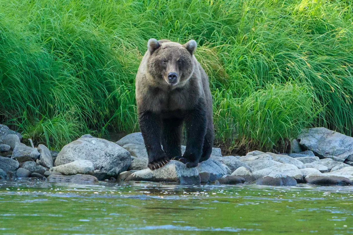 Woman Attacked by Brown Bear While Sleeping on Camping Trip amid Reports the Animal Has Been Terrorizing the Area Woman Attacked by Brown Bear While Sleeping on Camping Trip amid Reports the Animal Has Been Terrorizing the Area