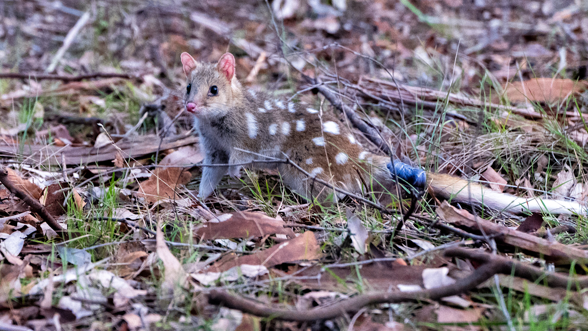 Watch endangered marsupials return to Australian bushland after 62 years Watch endangered marsupials return to Australian bushland after 62 years