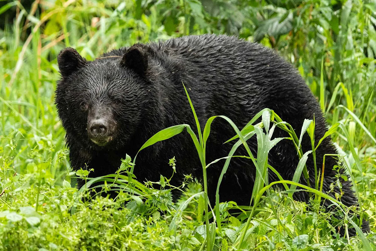 2 Sets of Human Remains Found in Suspected Bear Attacks 2 Sets of Human Remains Found in Suspected Bear Attacks