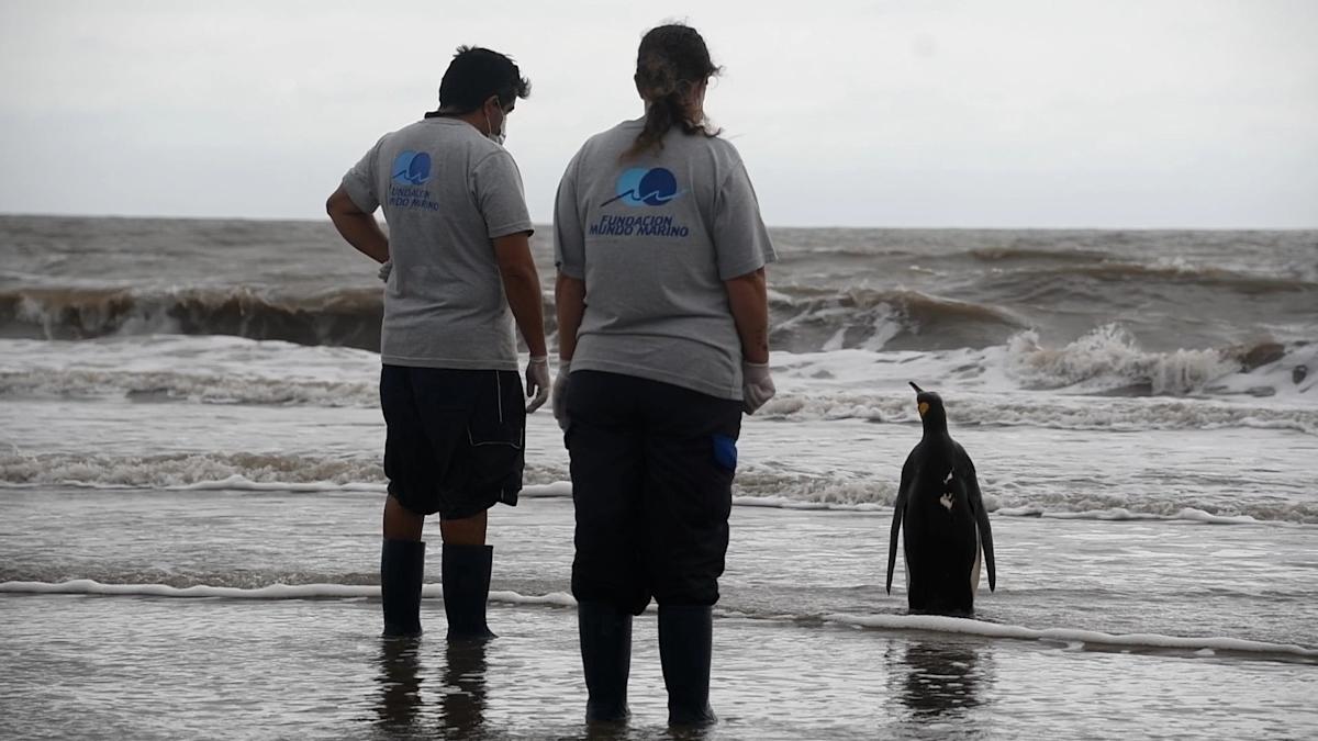 Injured King Penguin Found On Buenos Aires Beach Is Returned To The Ocean Injured King Penguin Found On Buenos Aires Beach Is Returned To The Ocean
