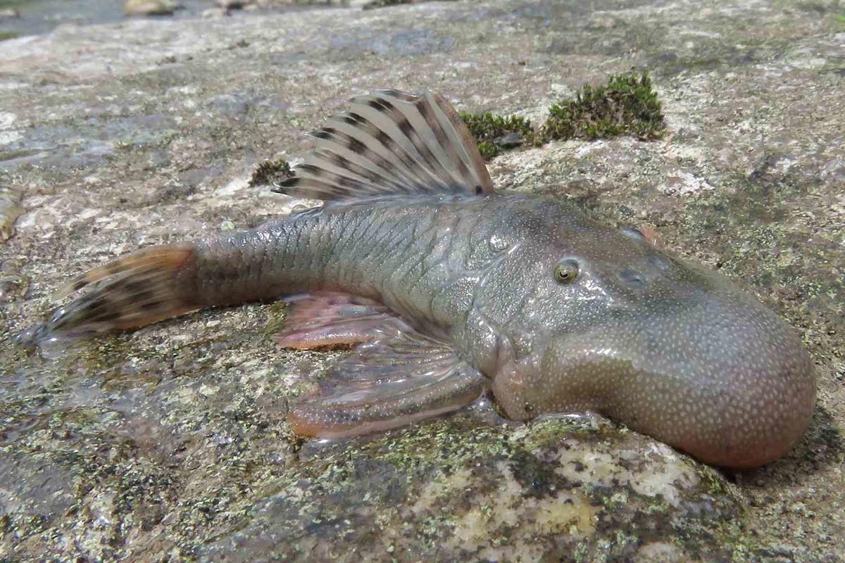 Scientists Discover 27 New Species in Densely Populated Area Packed with ‘Mystery’ Animals Scientists Discover 27 New Species in Densely Populated Area Packed with ‘Mystery’ Animals