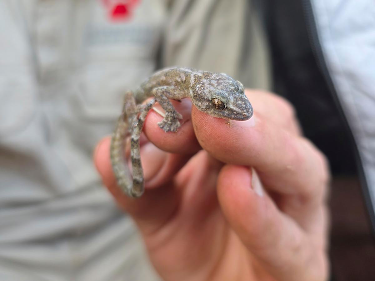 This flat-bodied South African gecko was a ‘lost’ species. It’s been found again after 34 years This flat-bodied South African gecko was a ‘lost’ species. It’s been found again after 34 years