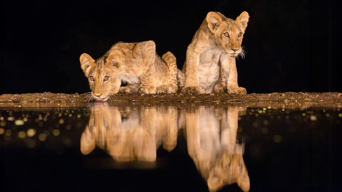 Noctourism: the new safari travel trend that’s changing the wildlife we can photograph in Africa Noctourism: the new safari travel trend that’s changing the wildlife we can photograph in Africa